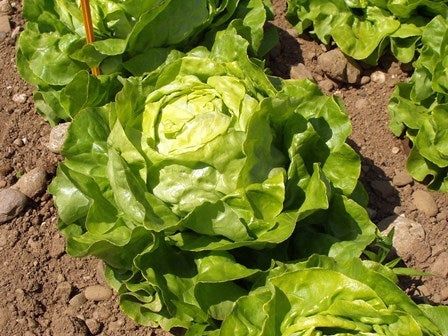 Lattuga Cappuccio Parella – 30 Semi, Piccola e Compatta, Precoce, Antica, Facile da Coltivare, Alta Germinabilità, Non-GMO