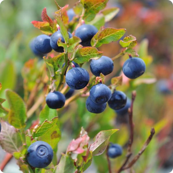 10 Semi di Mirtillo blu nano Vaccinium angustifolium – Semi Freschi, Alta Germinabilità, No-GMO