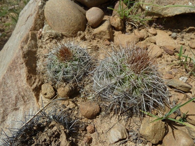 Parodia prestoensis - 10 Semi – Alta Germinabilità, Varietà Selezionata, Non-GMO