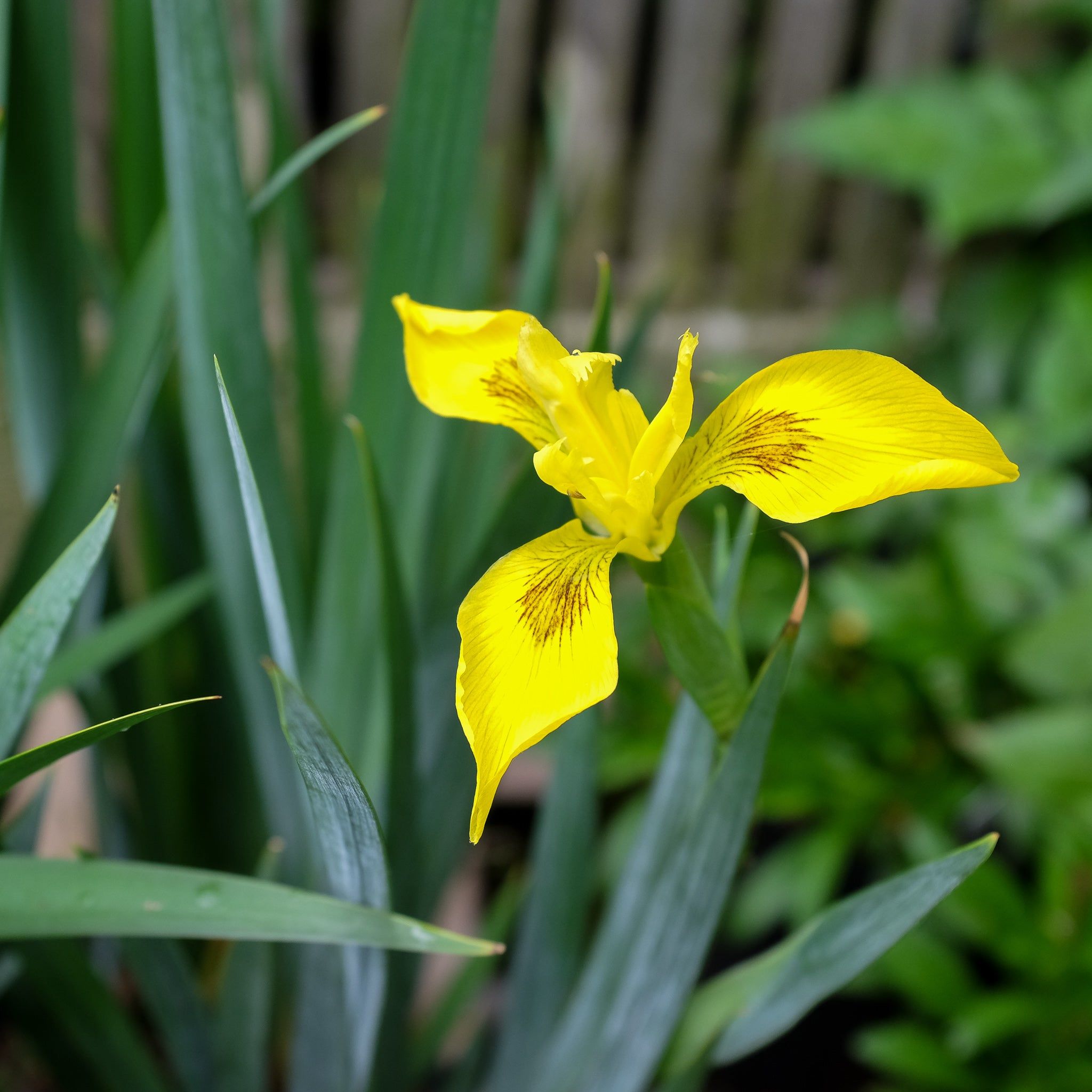 20 Semi di Iris d'acqua Iris pseudacorus – Semi Freschi, Alta Germinabilità, No-GMO