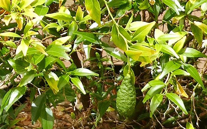 Citrus wakonai – 5 Semi, Specie Selvatica, Esotico, Botanica, Facile da Coltivare, Alta Germinabilità, Non-GMO