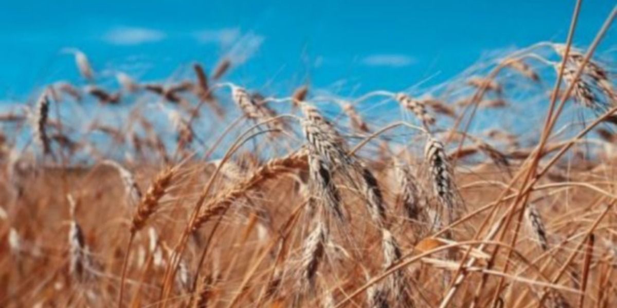 80 Semi di Grano Khorasan – Semi Freschi, Alta Germinabilità, No-GMO