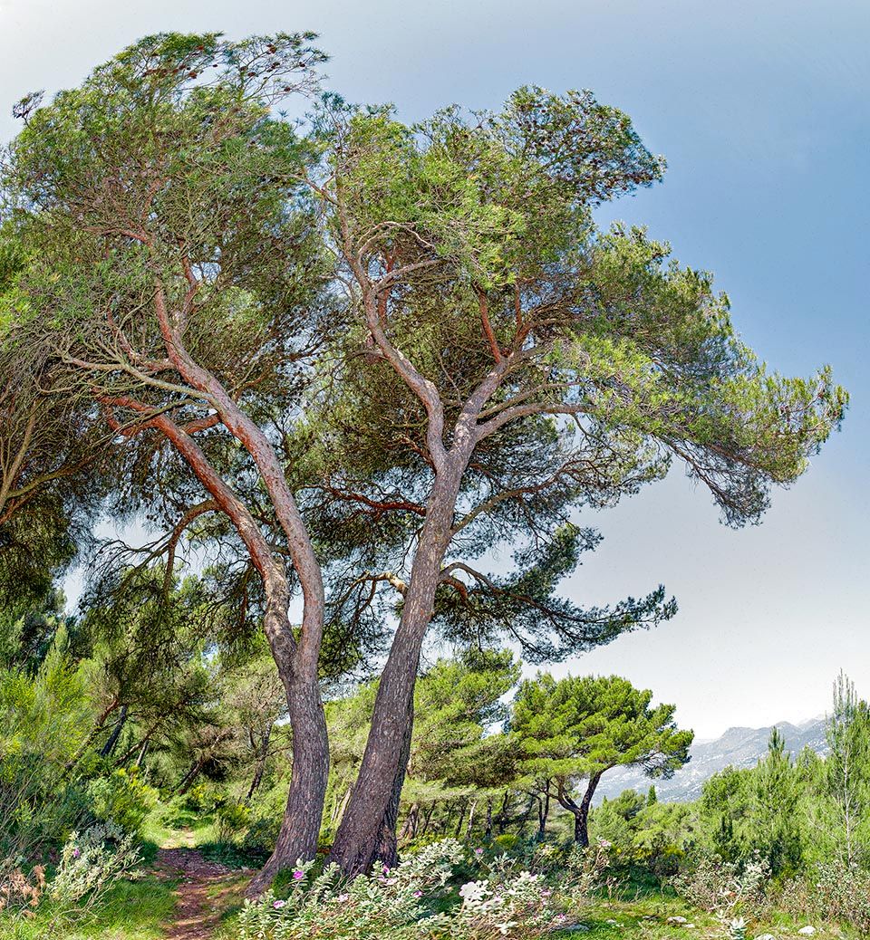 Pino d'Aleppo – 10 Semi, Mediterraneo, Resistente, Giardino, Facile da Coltivare, Alta Germinabilità, Non-GMO