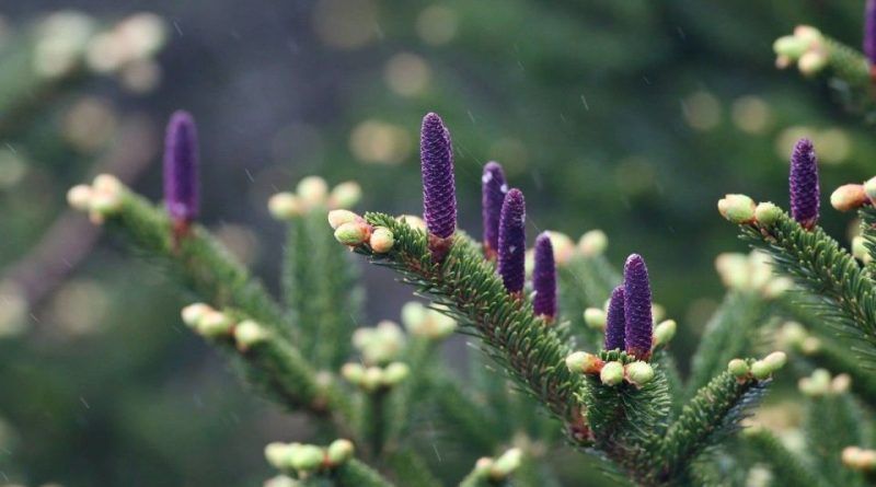 Abete di Taiwan – 10 Semi, Alta Quota, Raro, Collezionismo, Facile da Coltivare, Alta Germinabilità, Non-GMO