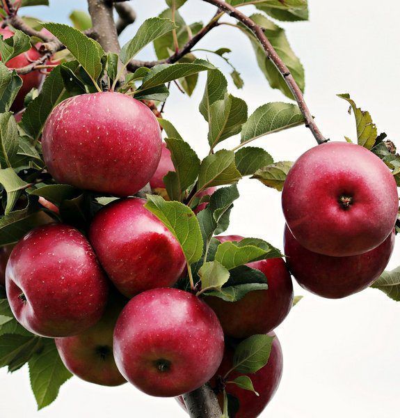 Melo Imperatore – 10 Semi, Frutto Grosso Rosso Intenso, Varietà Tardiva, Maturazione Ottobre, Facile da Coltivare, Non-GMO
