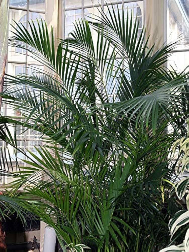 10 Semi di Chamaedorea Cataractarum - Semi Freschi, Alta Germinabilità, No-GMO