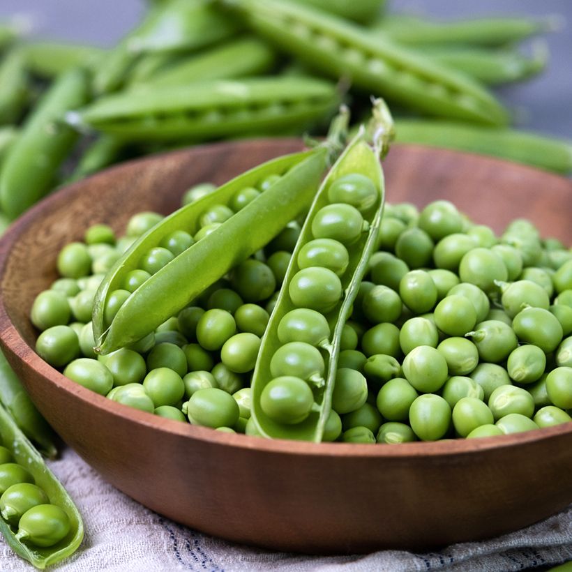 Half-Rank Senator Pea – 10 Seeds, Traditional Variety, Full Pod, Intense Flavor, Easy to Grow, High Germinability, Non-GMO