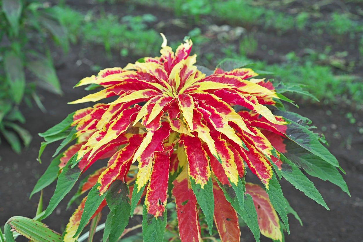 Amaranto Tricolor Mix – 30 Semi, Foglie Variopinte, Mix, Aiuole, Facile da Coltivare, Alta Germinabilità, Non-GMO