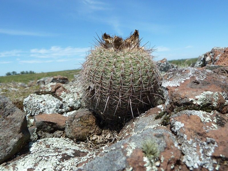 Parodia nothorauschii - 10 Semi – Alta Germinabilità, Varietà Selezionata, Non-GMO