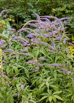 Ambrosia Green Magic – 30 Semi, Verde, Profumata, Erba Secca, Facile da Coltivare, Alta Germinabilità, Non-GMO