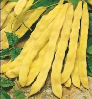 Venice Wonder Climbing Bean – 10 Seeds, Flat Yellow Pod, Very Large, Sweet, Easy to Grow, High Germinability, Non-GMO