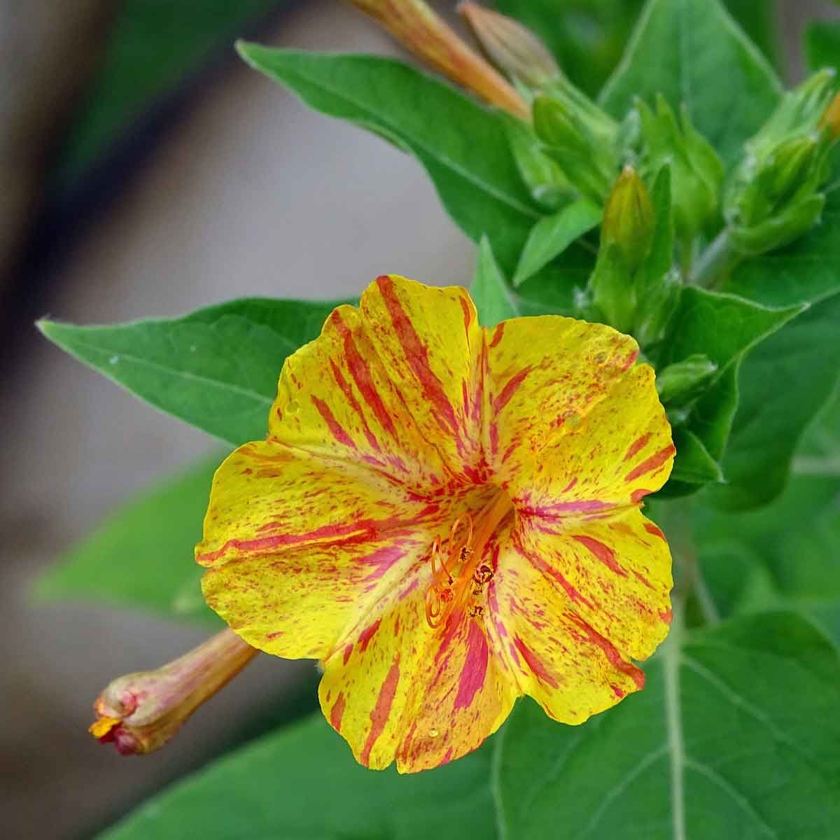 Bella di Notte – 10 Semi, Profumata, Fiori Pomeridiani, Colori Assortiti, Facile da Coltivare, Alta Germinabilità, Non-GMO