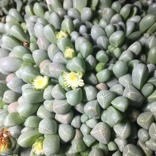 Rhinephyllum - 10 Semi – Alta Germinabilità, Varietà Selezionata, Non-GMO