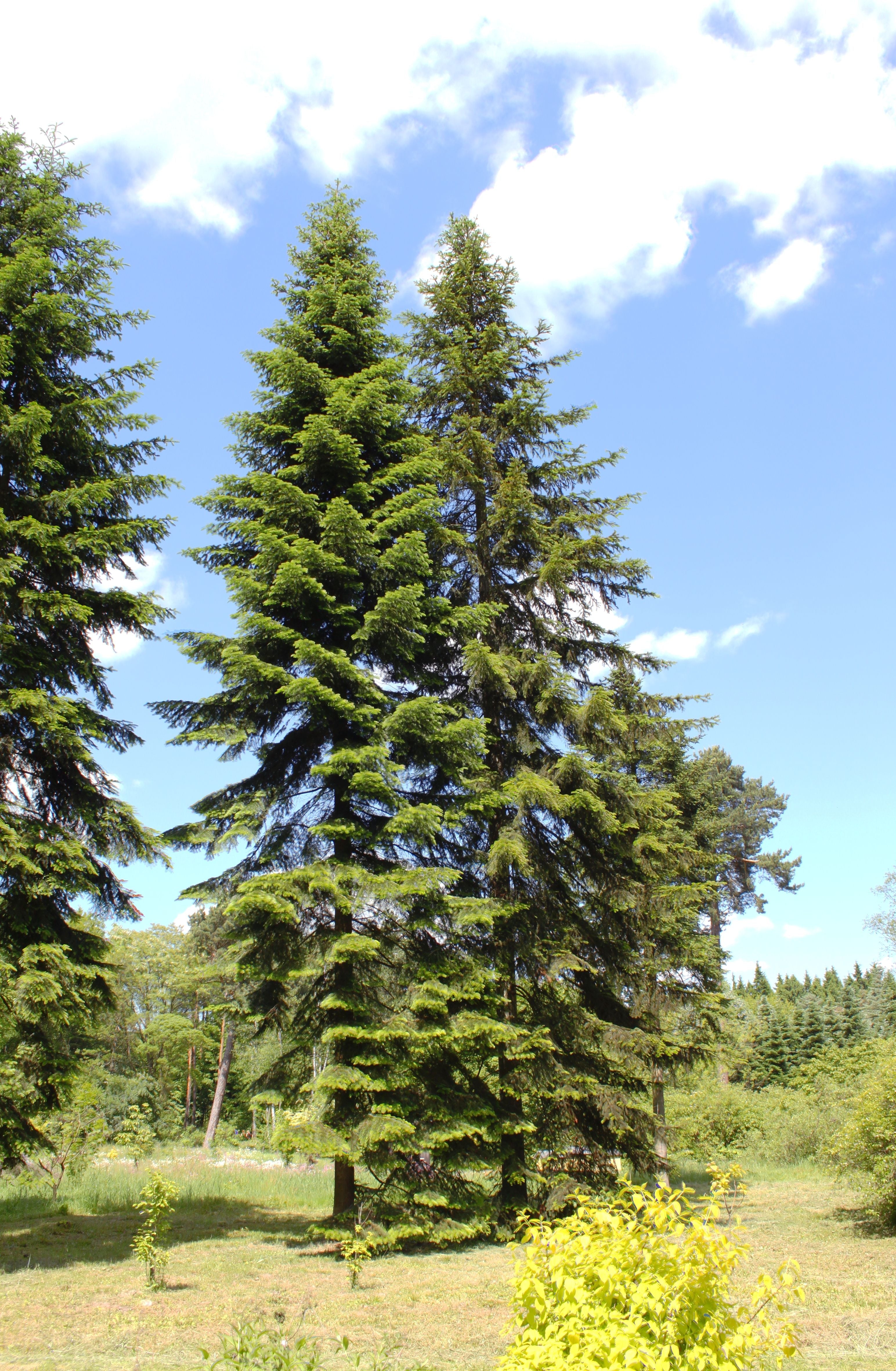10 Semi di Abies Holophylla - Semi Freschi, Alta Germinabilità, No-GMO