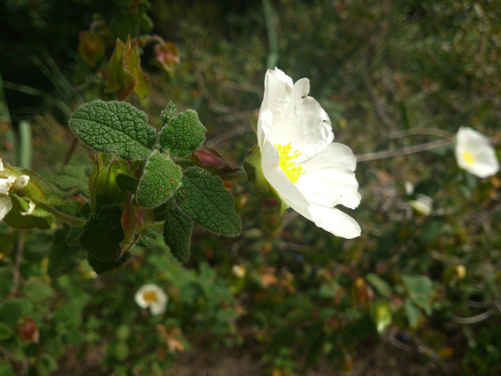 Jaguarzo Bianco – 10 Semi, Rustico, Fiori Bianchi, Esterno, Facile da Coltivare, Alta Germinabilità, Non-GMO