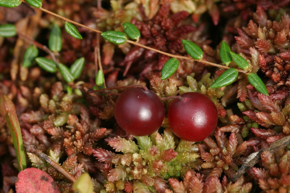 10 Semi di Ossicocco Vaccinium oxycoccos – Semi Freschi, Alta Germinabilità, No-GMO
