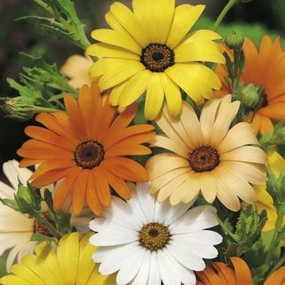 Dimorphotheca Mix – 10 Semi, Margherita Africana, Colori Brillanti, Ama il Sole, Facile da Coltivare, Alta Germinabilità, Non-GMO