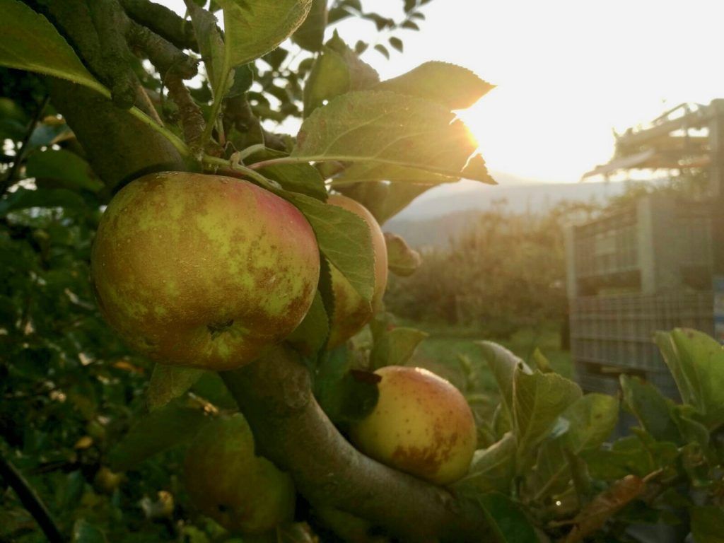 Melo Renetta del Canada – 10 Semi, Grosse Dimensioni, Polpa Bianco-Crema, Maturazione Fine Settembre, Facile da Coltivare, Non-GMO