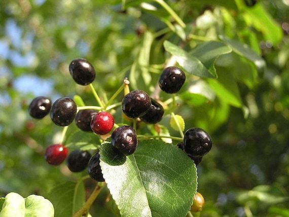 Ciliegio di S. Lucia – 10 Semi, Profumato, Portainnesto, Facile da Coltivare, Alta Germinabilità, Non-GMO