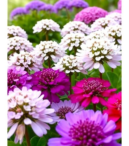 Iberis Multicolor – 10 Semi, Tappeto di Fiori, Colori Vari, Rapida Crescita, Facile da Coltivare, Alta Germinabilità, Non-GMO