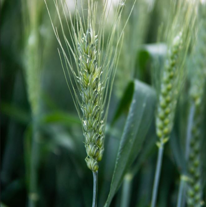 80 Semi di Frumento Tenero Virgilio – Semi Freschi, Alta Germinabilità, No-GMO