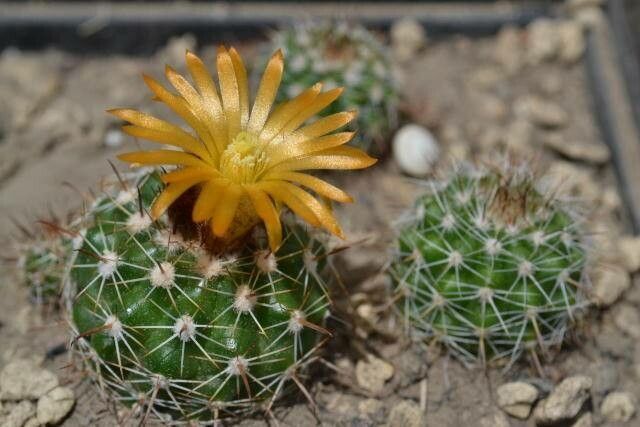 Parodia larapuntensis - 10 Semi – Alta Germinabilità, Varietà Selezionata, Non-GMO