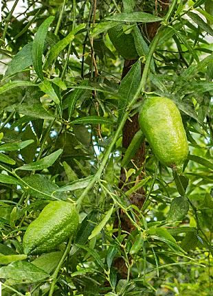 Citrus wintersii – 5 Semi, Microcitrus, Frutto Piccolo, Raro, Facile da Coltivare, Alta Germinabilità, Non-GMO