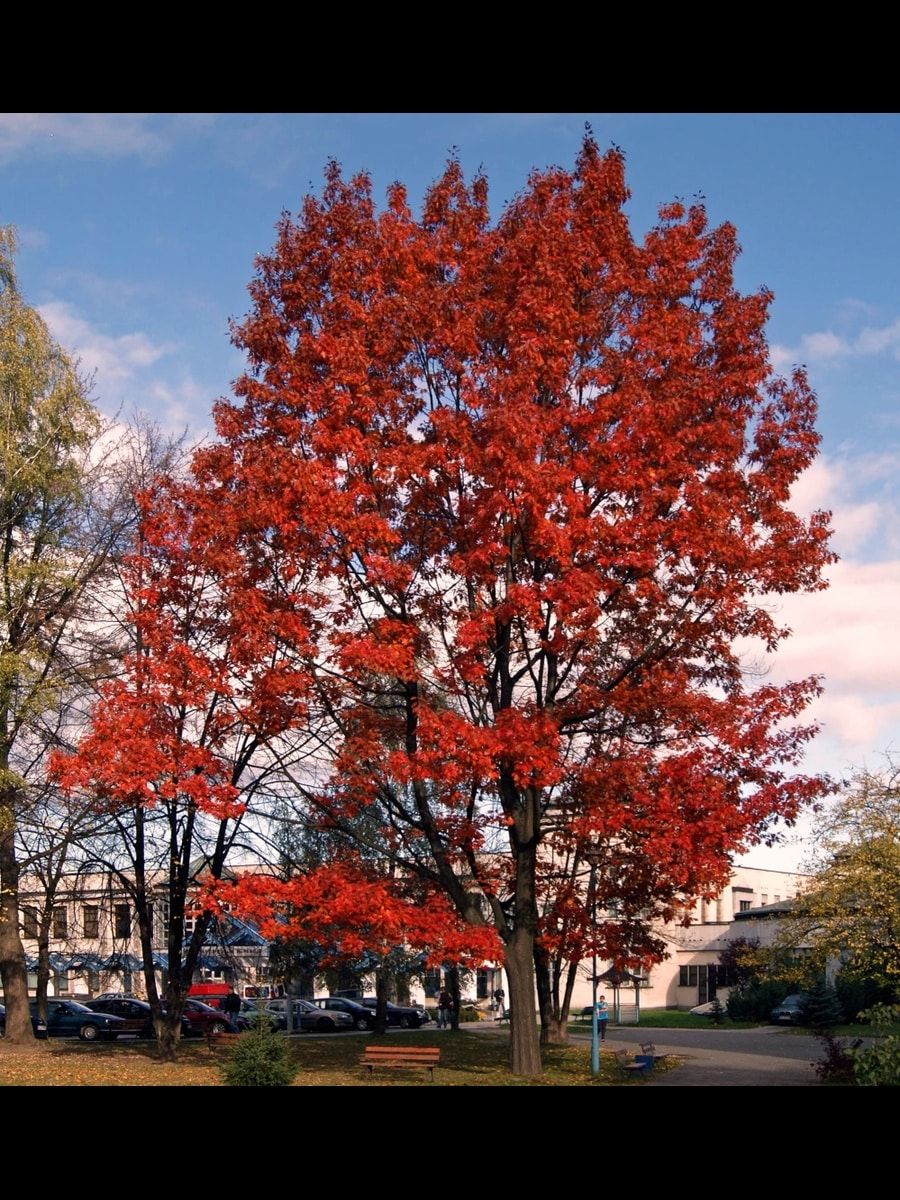 Quercia Rossa – 10 Semi, Colore Autunnale, Rapida, Parco, Facile da Coltivare, Alta Germinabilità, Non-GMO