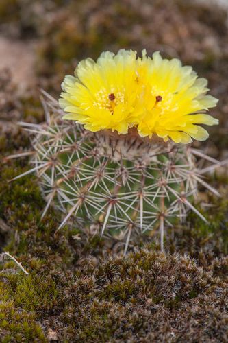 Parodia neoarechavaletae - 10 Semi – Alta Germinabilità, Varietà Selezionata, Non-GMO