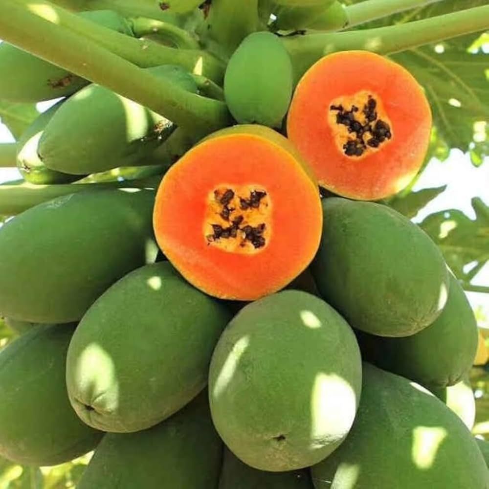 Exotic Papaya – 10 Seeds, Sweet and Juicy Fruit, Beautiful Tropical Plant, Unique, Easy to Grow, High Germinability, Non-GMO