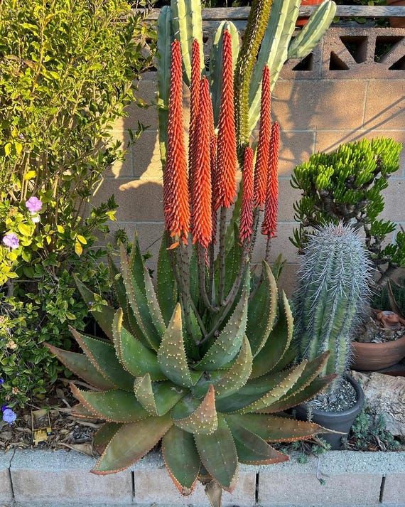 10 Semi di Aloe Aculeata - Semi Freschi, Alta Germinabilità, No-GMO