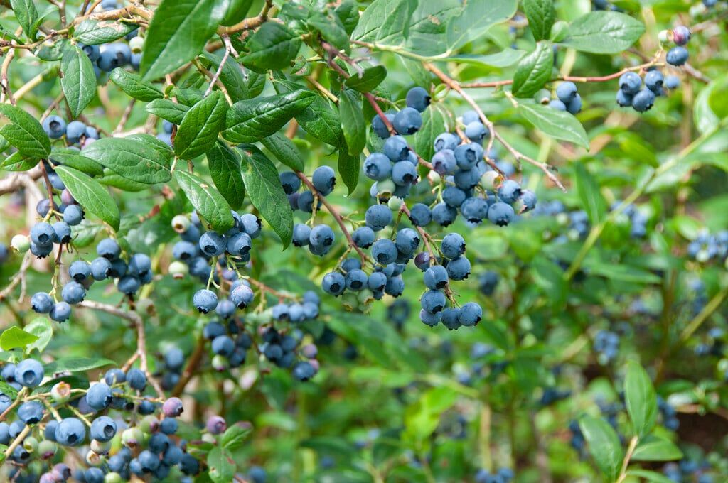 10 Semi di Mirtillo Duke Vaccinium corymbosum Duke – Semi Freschi, Alta Germinabilità, No-GMO