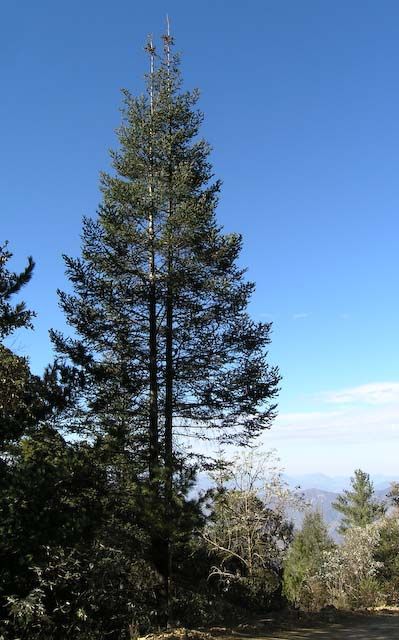 Abete di Vejar – 10 Semi, Montano Messicano, Raro, Giardino, Facile da Coltivare, Alta Germinabilità, Non-GMO