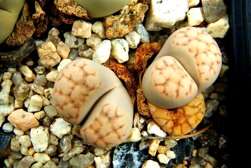 Lithops eberlanzii - 10 Semi – Alta Germinabilità, Varietà Selezionata, Non-GMO
