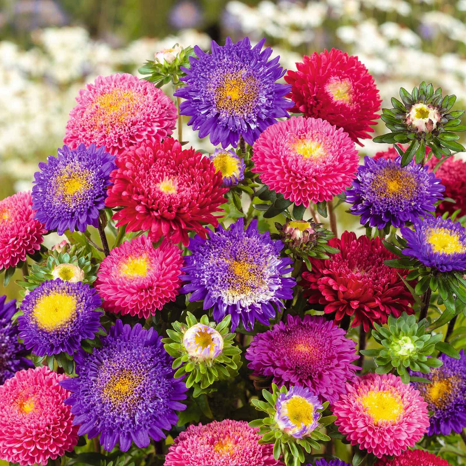 Astro Pom Pom Mix – 10 Semi, Fiori a Pallina, Centro Colorato, Decorativo, Facile da Coltivare, Alta Germinabilità, Non-GMO