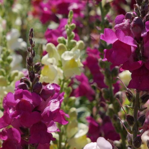 10 Semi di Bocca Di Leone Nana In Mix - Semi Freschi, Alta Germinabilità, No-GMO