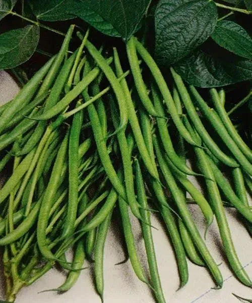 Provider Dwarf Bean – 10 Seeds, Abundant Harvest, Very Rustic and Early, Vegetable Garden, Easy to Grow, High Germination, Non-GMO