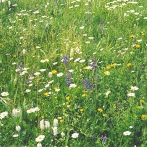 Valda Permanent Meadow Mix – 10,000 Seeds, Permanent Polyphyte, Excellent for Grazing and Forage, Natural, Easy to Grow, High Germinability, Non-GMO