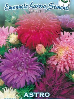 Astro Unicum – 10 Semi, Petali Sottili e Radiati, Forma Stellata, Unico, Facile da Coltivare, Alta Germinabilità, Non-GMO