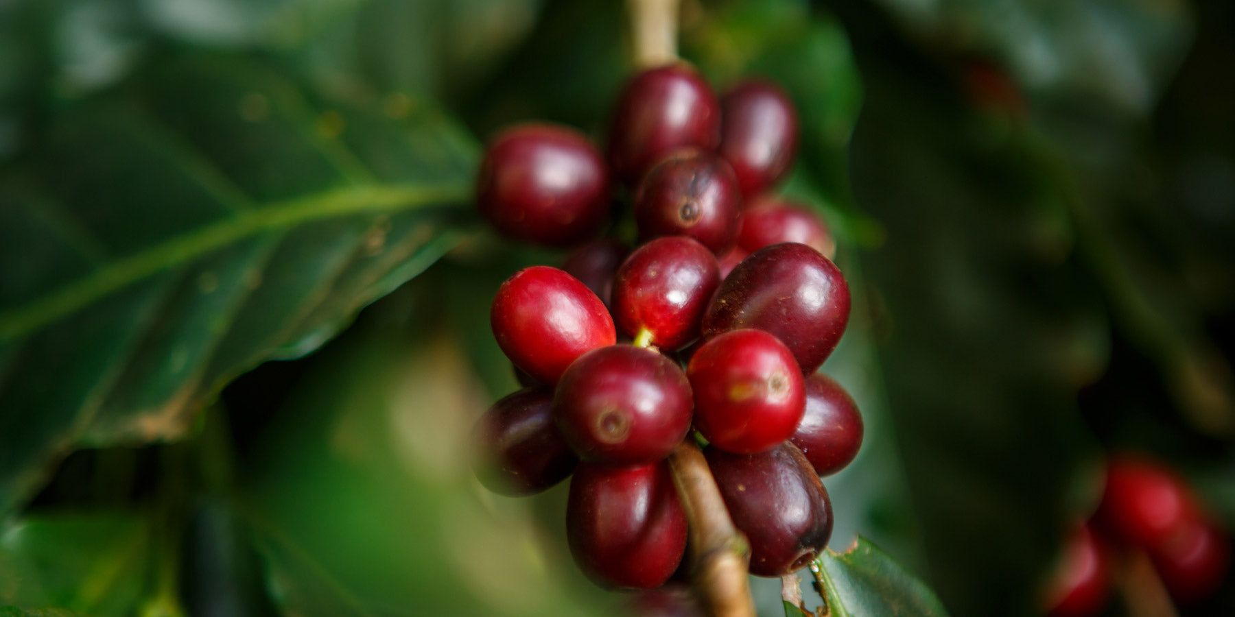 Semi di Caffè