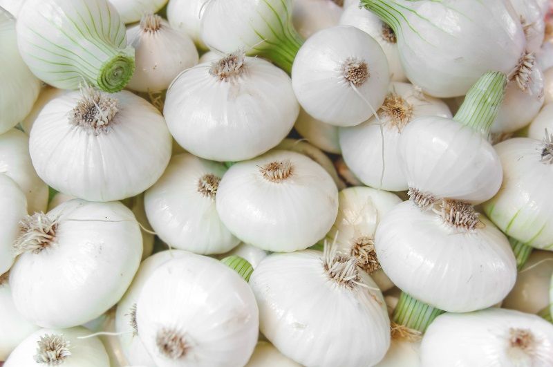 May White Onion – 30 Seeds, Flat Bulb, Sweet Flavor, Early, Easy to Grow, High Germination, Non-GMO