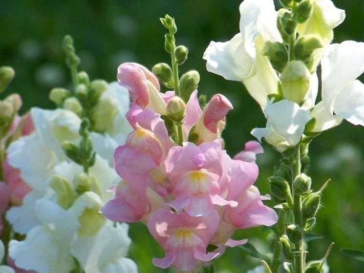 Bocca di Leone Majestic – 30 Semi, Mix Colori, Nano, Vasi e Aiuole, Facile da Coltivare, Alta Germinabilità, Non-GMO