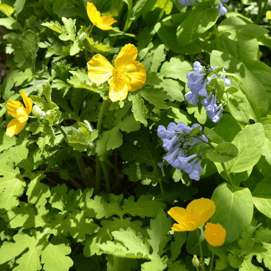 50 Semi di Papavero dei boschi Stylophorum diphyllum – Semi Freschi, Alta Germinabilità, No-GMO
