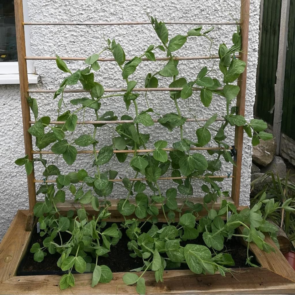 Pisello Rampicante Telefono – 10 Semi, Classico Rampicante, Baccello Molto Lungo, Saporito, Facile da Coltivare, Alta Germinabilità, Non-GMO