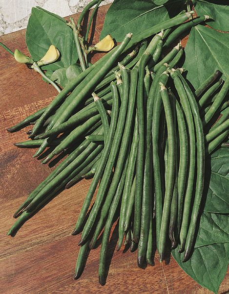 Dwarf Black-Eyed Bean – 10 Seeds, Black-Spotted Bean, Flavorful, Traditional, Easy to Grow, High Germinability, Non-GMO