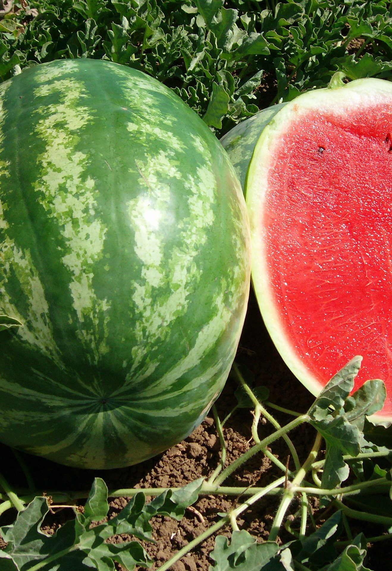 Anguria Crimson Sweet – 20 Semi, Frutti Grandi, Striata, Uso Fresco, Facile da Coltivare, Alta Germinabilità, Non-GMO