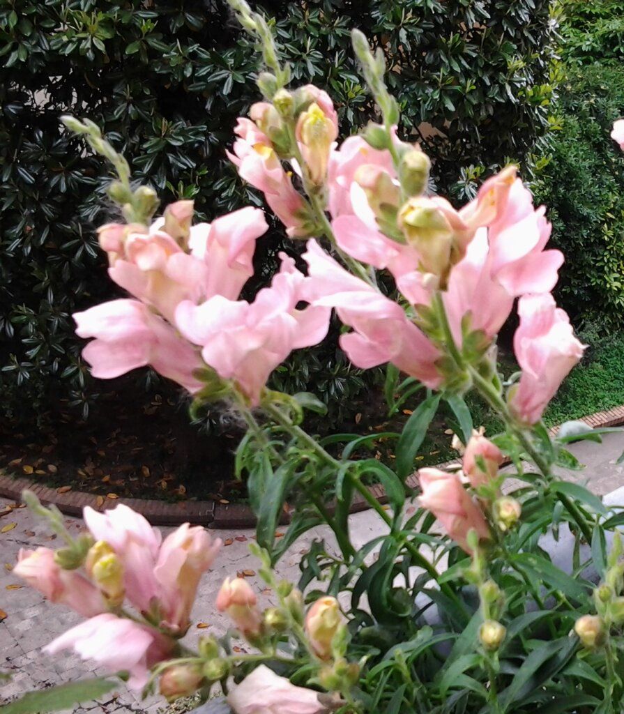 Bocca di Leone Rosa – 30 Semi, Rosa, Nano, Bordure Fiorite, Facile da Coltivare, Alta Germinabilità, Non-GMO