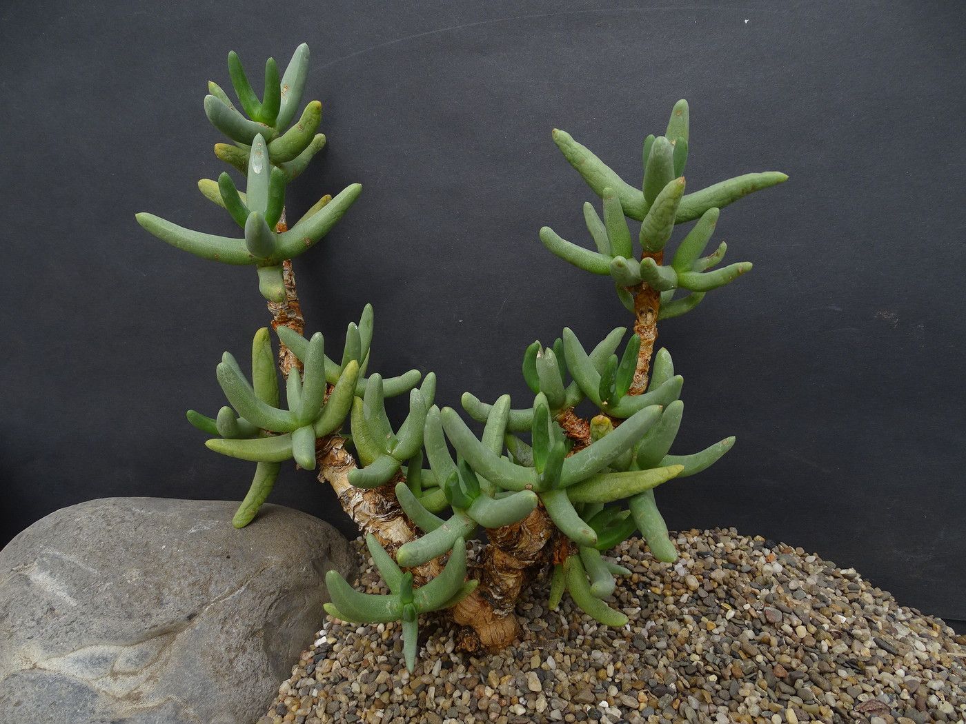 Namaquanthus - 10 Semi – Alta Germinabilità, Varietà Selezionata, Non-GMO