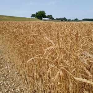 80 Semi di Frumento Tenero Abbondanza – Semi Freschi, Alta Germinabilità, No-GMO