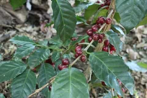Caffè Catimor – 10 Semi, Resistente Malattie, Ibrido Arabica, Resa, Facile da Coltivare, Alta Germinabilità, Non-GMO